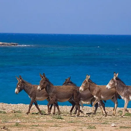 Oasis At Ayfilon Rizokarpaso