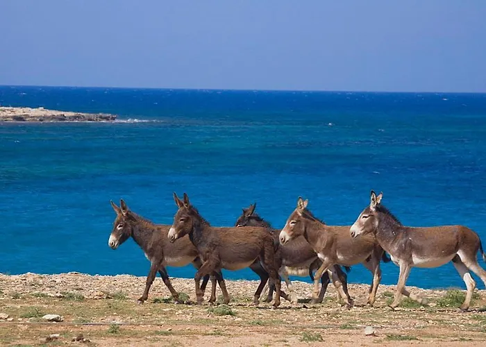 Oasis At Ayfilon Rizokarpaso